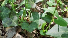 Aristolochia pallida