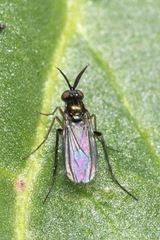 Rhaphium