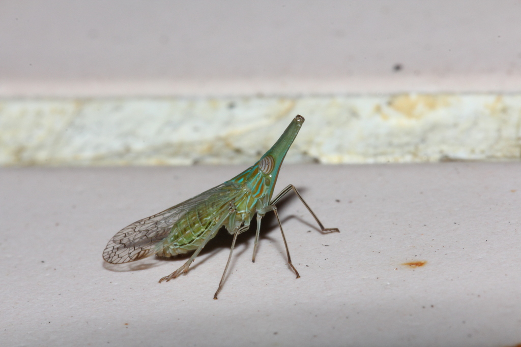 Raivuna sinica