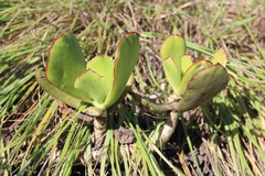 Cotyledon orbiculata oblonga