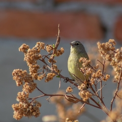 Leiothlypis celata orestera