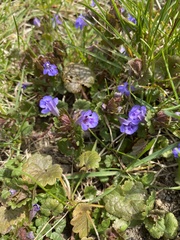 Glechoma hederacea
