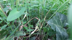 Aristolochia pallida