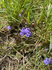 Glechoma hederacea