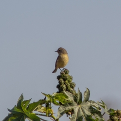 Leiothlypis celata orestera