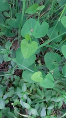 Aristolochia pallida