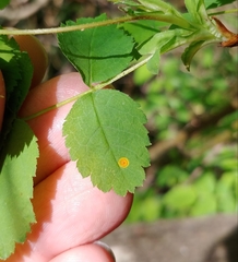 Phragmidium tuberculatum