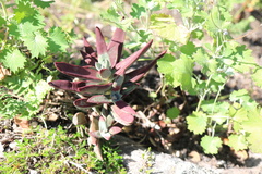 Crassula perfoliata