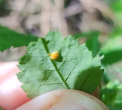 Phragmidium tuberculatum