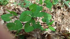 Aristolochia pallida