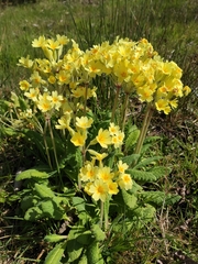 Primula × polyantha