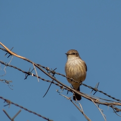 Pyrocephalus rubinus mexicanus