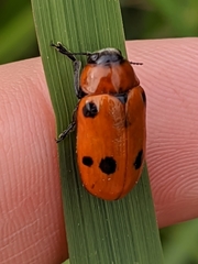 Tituboea sexmaculata