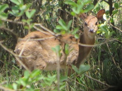 Nesotragus moschatus