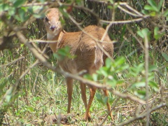 Nesotragus moschatus