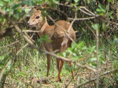 Nesotragus moschatus