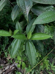 Miconia prasina