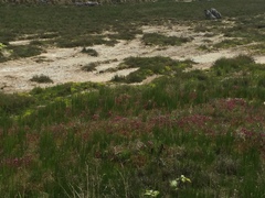 Castilleja ambigua humboldtiensis