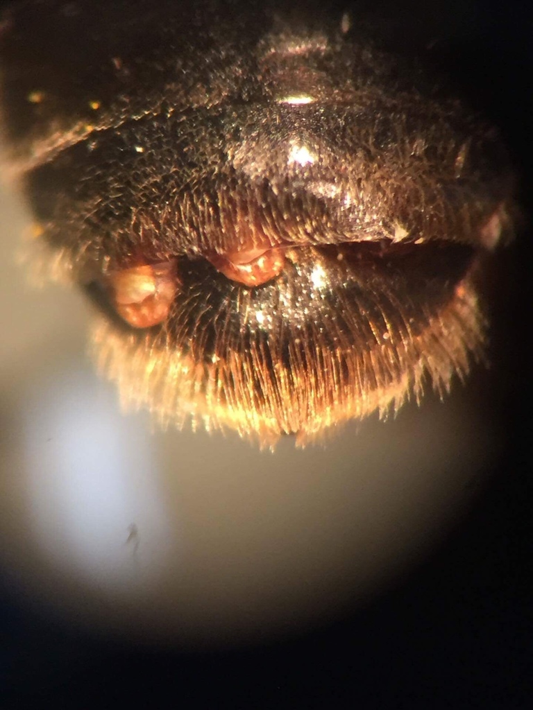 Twisted-wing Insects
