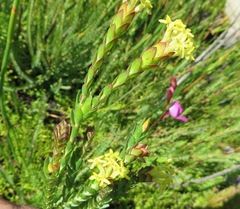 Gnidia oppositifolia