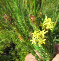 Gnidia oppositifolia