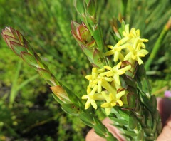 Gnidia oppositifolia
