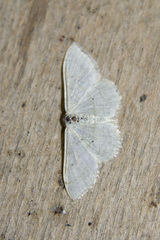 Idaea straminata