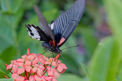 Papilio memnon agenor