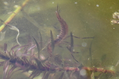 Dytiscus