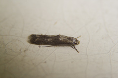 Blastodacna
