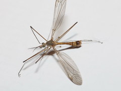 Tipula cataloniensis