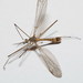 Tipula cataloniensis - Photo (c) Rafael Carbonell Font, μερικά δικαιώματα διατηρούνται (CC BY-NC), uploaded by Rafael Carbonell Font