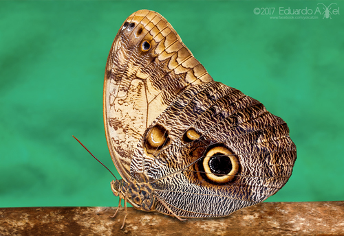 Pale Owl Caligo telamonius (C. & R. Felder, 1862)