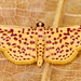 Red-Spotted Sweetpotato Moth - Photo (c) Eduardo Axel Recillas Bautista, some rights reserved (CC BY-NC), uploaded by Eduardo Axel Recillas Bautista