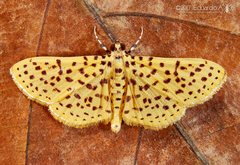 Polygrammodes eleuata