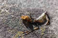 Dytiscus