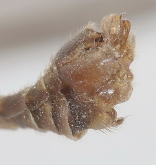 Tipula cataloniensis