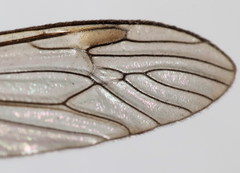 Tipula cataloniensis