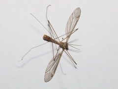 Tipula cataloniensis
