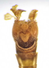 Tipula cataloniensis