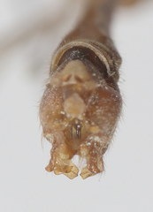 Tipula cataloniensis