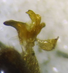 Tipula cataloniensis