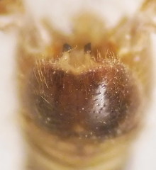 Tipula cataloniensis