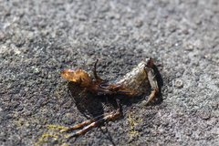 Dytiscus