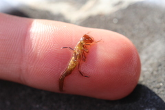 Dytiscus