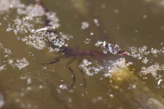 Dytiscus