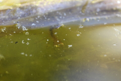 Dytiscus