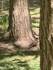Turdus migratorius
