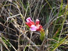 Anacamptis papilionacea papilionacea