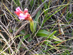 Anacamptis papilionacea papilionacea